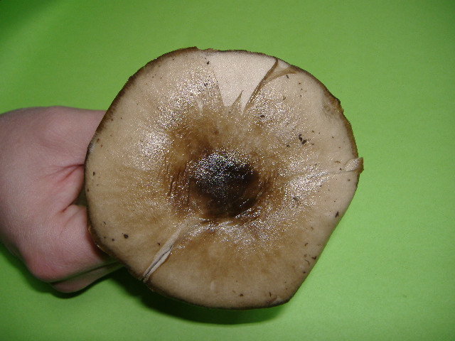 Fungo di citta''